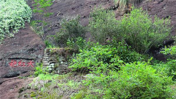 福建武夷山大红袍（福建武夷山大红袍茶叶多少钱一斤）